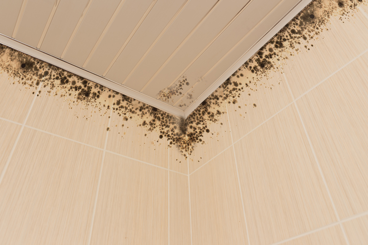 mold prevention strategies