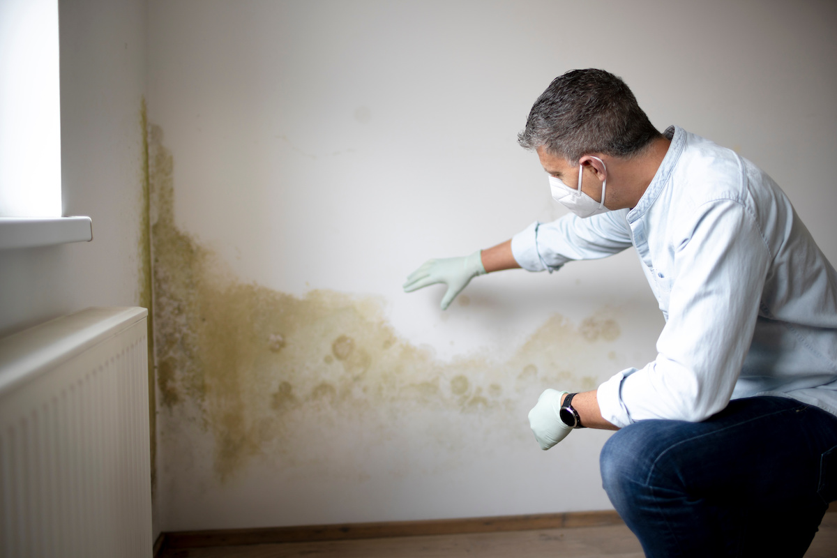 mold vs water damage