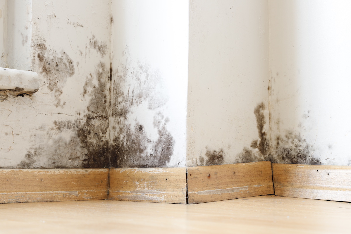 mold removal